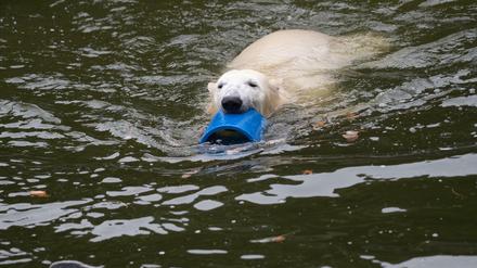 Die junge Eisbärin Hertha spielt in ihrem Gehege im Tierpark.