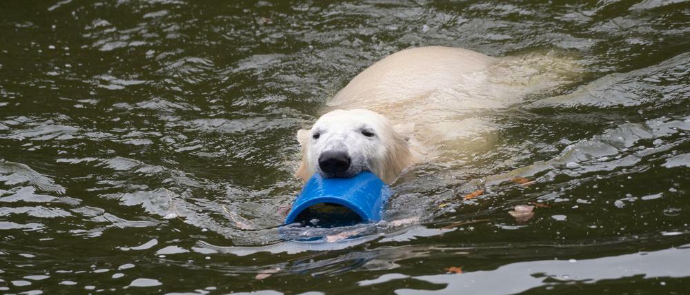 Die junge Eisbärin Hertha spielt in ihrem Gehege im Tierpark.