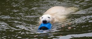 Die junge Eisbärin Hertha spielt in ihrem Gehege im Tierpark.