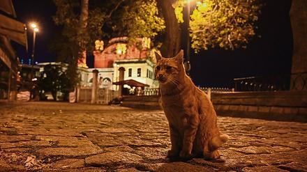 Eine Straßenkatze im November in Istanbul. Von acht Uhr abends bis zehn Uhr morgens ist Sperrstunde. 