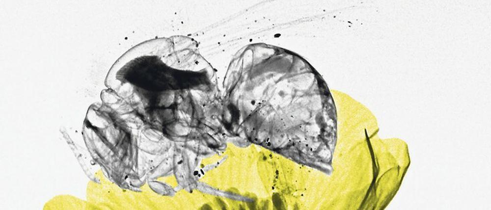 Hummel mit Wespentaille. Das Insekt wirkt pummelig, ist jedoch fragil.