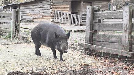 Eine echte Zehlendorferin. Weideschwein Greta. 