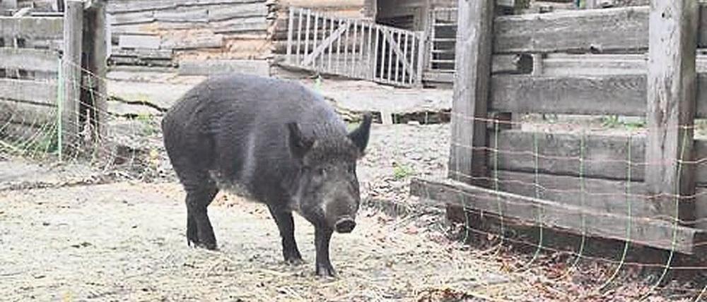 Eine echte Zehlendorferin. Weideschwein Greta. 