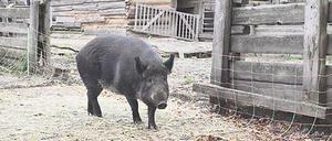 Eine echte Zehlendorferin. Weideschwein Greta. 