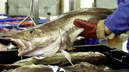 Ein Fisch auf dem Fischmarkt (Symbolbild).