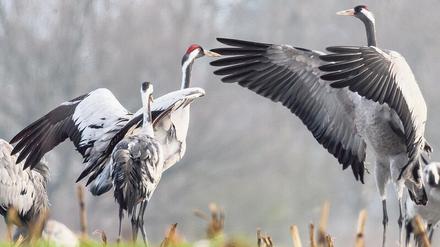 Die trompetenartigen Balzrufe der Grauen Kraniche sind weithin hörbar und klingen wie eine Aneinanderreihung der Silbe „gruh“. Der wissenschaftliche Name Grus grus geht auf diese Lautäußerungen zurück.