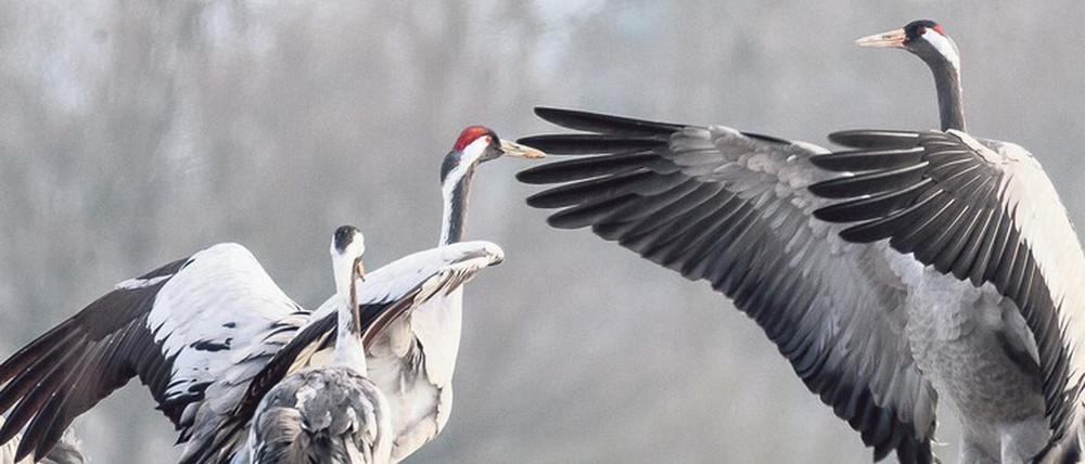 Die trompetenartigen Balzrufe der Grauen Kraniche sind weithin hörbar und klingen wie eine Aneinanderreihung der Silbe „gruh“. Der wissenschaftliche Name Grus grus geht auf diese Lautäußerungen zurück.