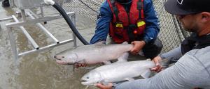 Lachse im Fraser River nordwestlich von Clinton im kanadischen British Columbia