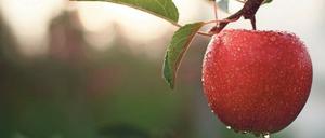 Knackig. Rote Apfelbäckchen.