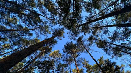Blauer Himmel ist im Grunewald zwischen den Bäumen zu sehen. 