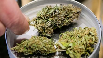 Die Ermittler stellten 240 Kilogramm Marihuana sicher. (Symbolbild)