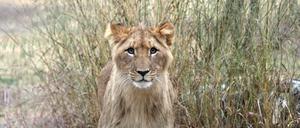 Mähnenflaum. Bald wird Junglöwe Mateo noch viel mehr Haare rund um sein Gesicht haben.