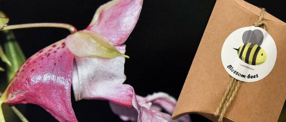 Die Schülerfirma hat diesen Kalender im Angebot sowie Blühkugeln, die in dieser Packung mit Bienenmotiv verkauft werden.