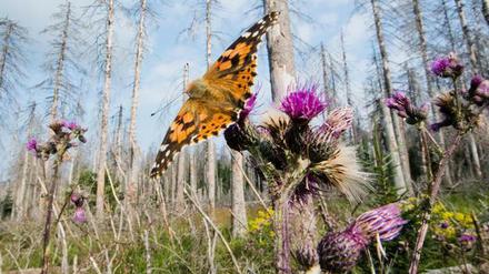 Ein Schmetterling sitzt in einem zerstörten Fichtenwald. 