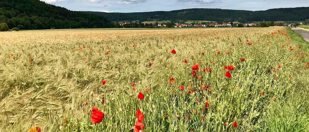 Selbst Arten wie der Klatschmohn (Papaver rhoeas), die als weit verbreitet gelten, werden in Deutschland seltener.