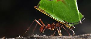 Die Blattschneiderameise heißt so, weil sie Blätter zerschnippelt und Pilze damit füttert.