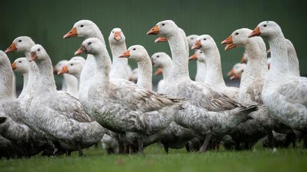 Gänse sind mutig, aufmerksam und wehrhaft. Hausgänse können bis zu 15 Jahre alt werden. Doch die meisten landen nach wenigen Monaten im Bräter. 