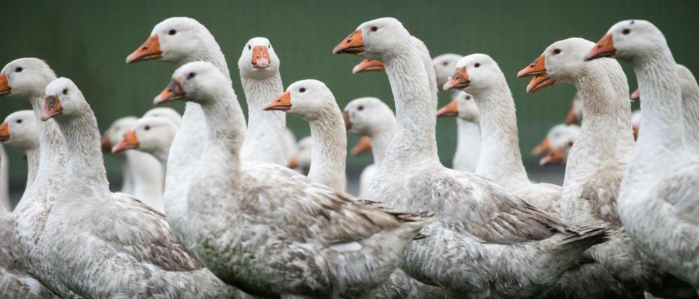 Gänse sind mutig, aufmerksam und wehrhaft. Hausgänse können bis zu 15 Jahre alt werden. Doch die meisten landen nach wenigen Monaten im Bräter.