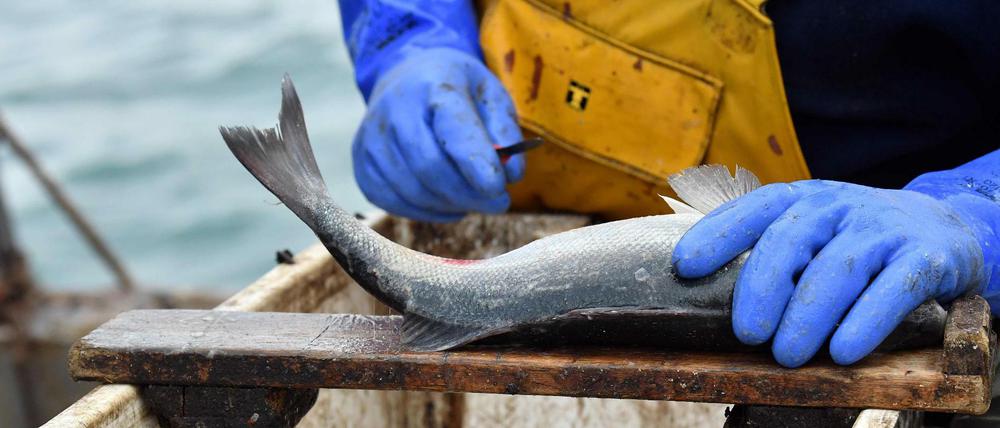 Der Streit um die Fischereirechte wird zwischen London und Brüssel bis zuletzt erbittert geführt.