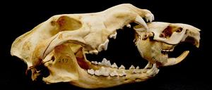 Schädel von Wolf und Biber im Vergleich