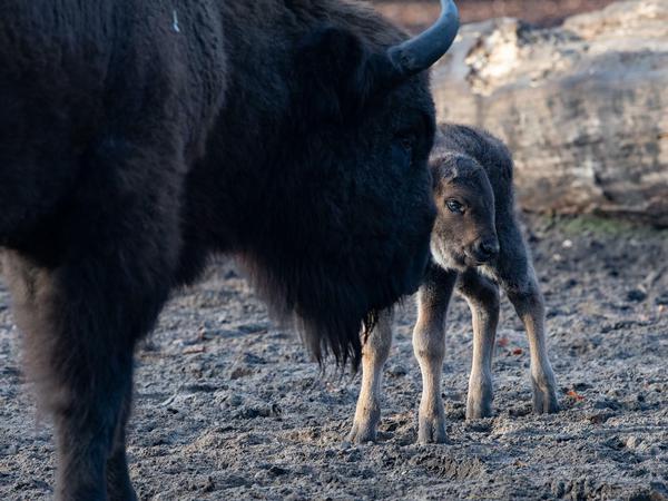 Gut behütet. Wisent-Nachwuchs Tian steht mit seiner Mutter im Gehege des Berliner Tierparks.