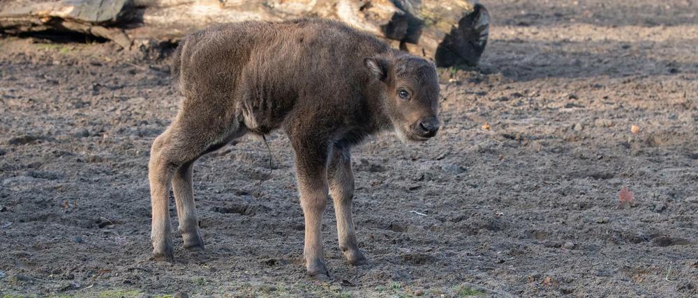 Wisentbaby Tian erkundet das Gehege.