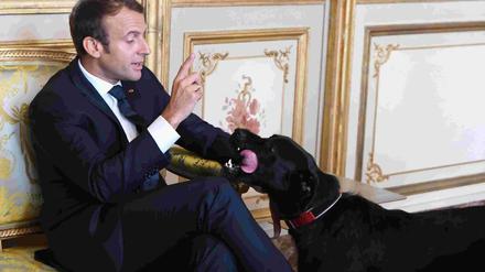 Der frühere Rettungshund hatte 2017 bei Macron ein neues Zuhause gefunden.