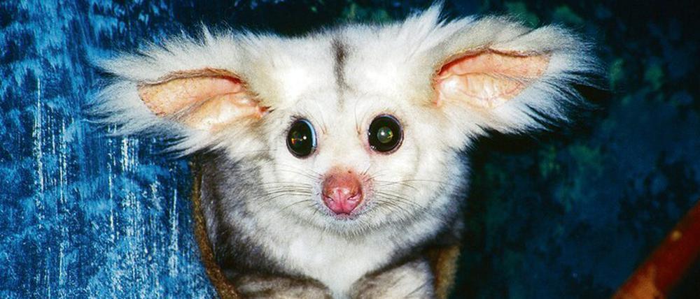 Hätten Sie’s gewusst? Die neuentdeckte Spezies des Großflugbeutlers entzückte die Australier. 