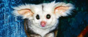 Hätten Sie’s gewusst? Die neuentdeckte Spezies des Großflugbeutlers entzückte die Australier. 