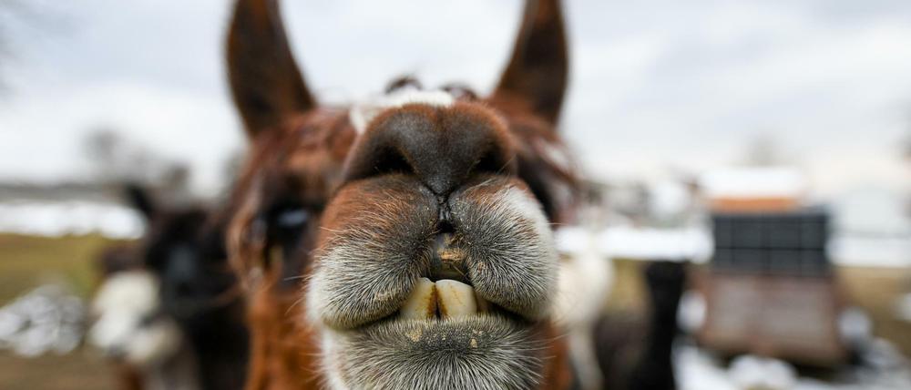 Haben mitunter Bock auf Fußball: Alpakas.