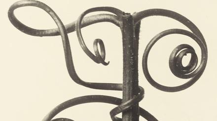 Ein Curcubita, also Kürbisranken, um 1930 von Karl Bloßfeldt fotografiert.