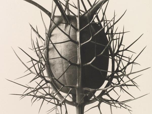 Neues Sehen. Nigella Damascena (Spinnenkopf), um 1930 von Karl Bloßfeldt fotografiert.