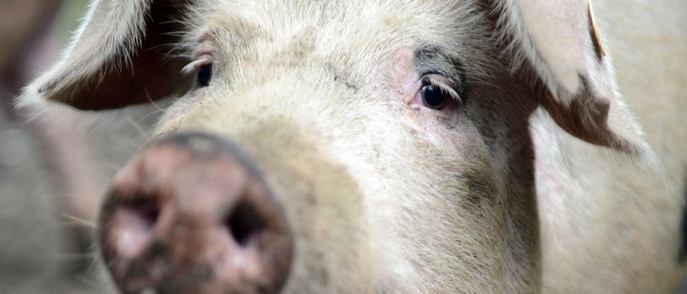 In einem Brandenburger Bio-Schlachthofwurden Schweine gequält.