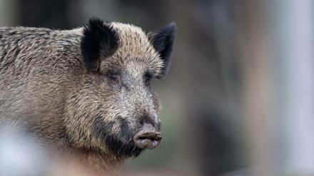 Ein Wildschwein steht im Tier-Freigelände im Nationalparkzentrum Lusen im Wald. Die Afrikanische Schweinepest ist erstmals am Berliner Stadtrand nachgewiesen worden.