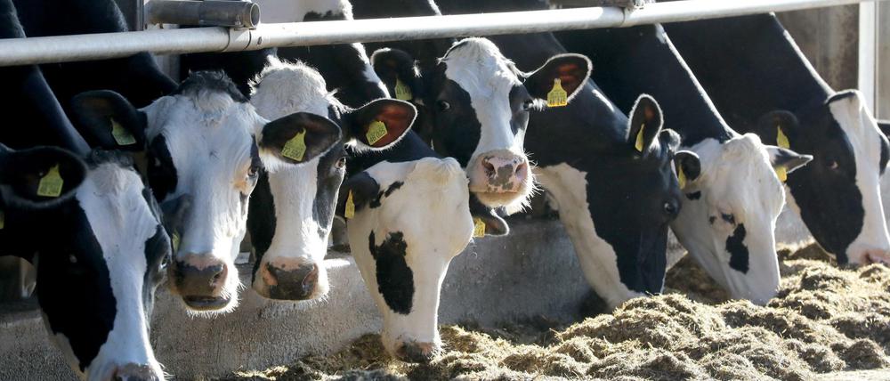 Die Landwirte fordern unter anderem die bessere Vermarktung ihrer Produkte in der Region.