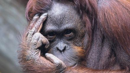  Menschenaffen wie Orang-Utans langweilen sich im Vergleich zu Schlangen oder Seetieren in besucherlosen Zoos deutlich schneller. 