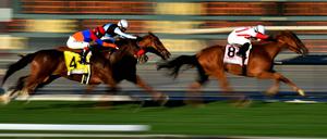 Rennmaschinen auf vier Beinen. Für ihre Namen können die Pferde nichts.