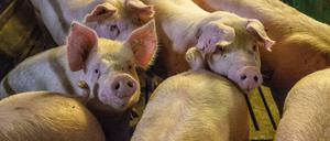 Die Zahl der in Brandenburg gehaltenen Schweine ist auf einem Tiefstand.