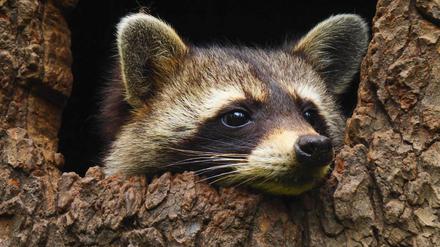 Ein Waschbär schaut aus einer Baumhöhle heraus. (Symbolbild)