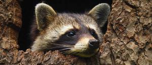 Ein Waschbär schaut aus einer Baumhöhle heraus. (Symbolbild)