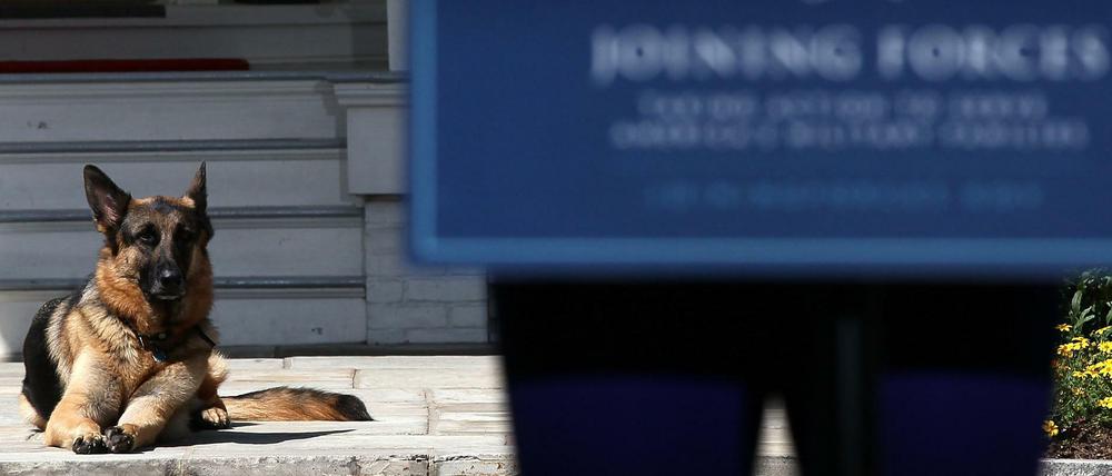 Hund im Haus: Bidens Schäferhund "Champ" kennt das Weiße Haus aus der Zeit, als sein Herrchen Vizepräsident unter Barack Obama war.
