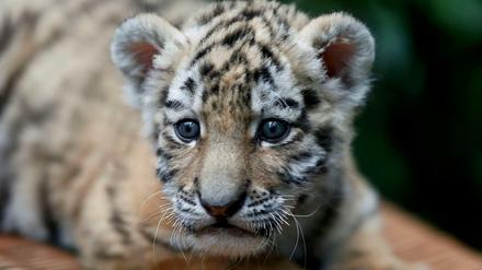 Ein fünf Wochen alter Amur Tiger (Symbolfoto).