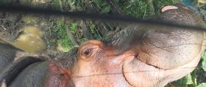 Das Nilpferd Vanessa sitzt in einem Teich auf der Hacienda Napoles, die einst dem Drogenboss Pablo Escobar gehörte. 