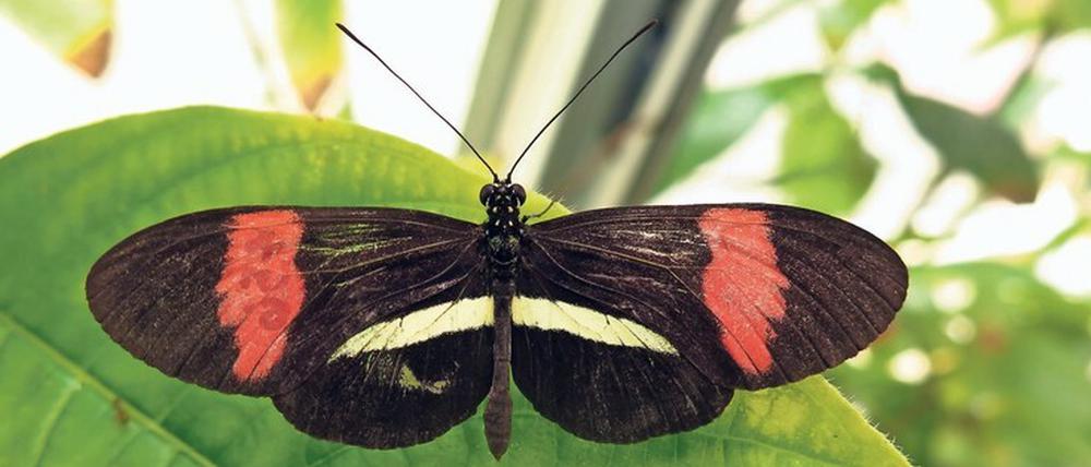 Ein schwarzer Schmetterling mit weiß-roten Akzenten sitzt auf einem Blatt.