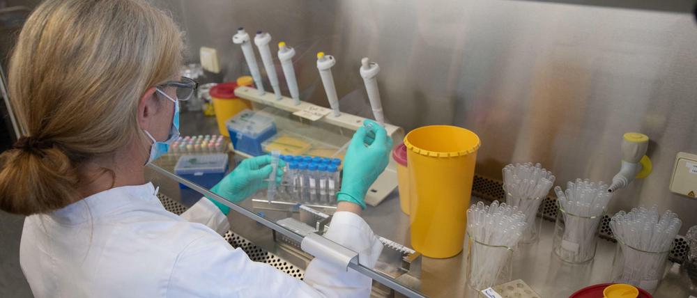 In einem Labor werden Proben auf das Coronavirus untersucht.