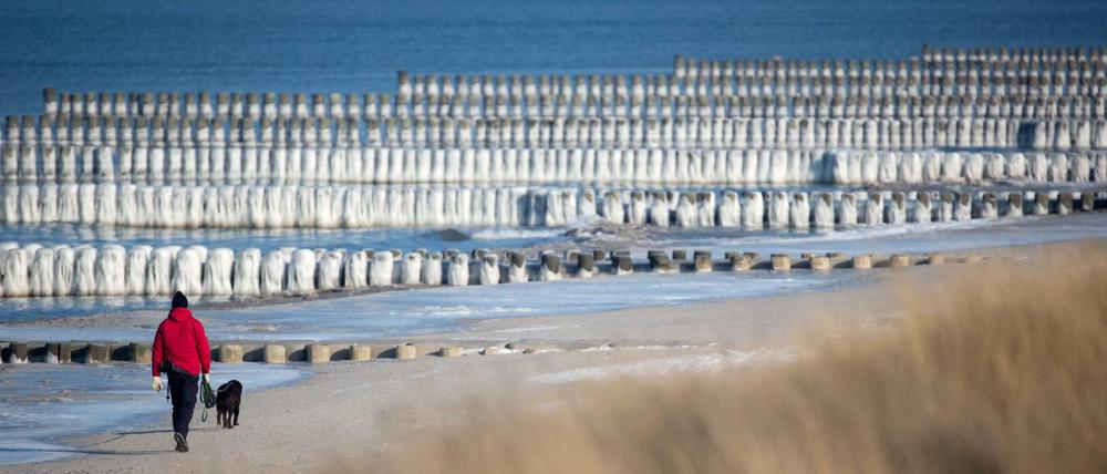 Ein Spaziergänger mit Hund geht am Ostseestrand bei Ahrenshoop auf dem Darß (Mecklenburg-Vorpommern) an den mit einem Eispanzer überzogenen Buhnen vorbei.