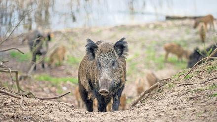 Die Bewohner des Waldes sind immer gestresster von ausflugsbegeisterten Berlinern.