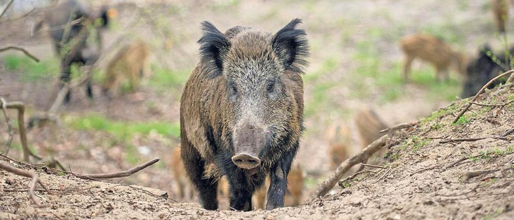 Die Bewohner des Waldes sind immer gestresster von ausflugsbegeisterten Berlinern.