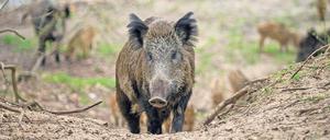 Die Bewohner des Waldes sind immer gestresster von ausflugsbegeisterten Berlinern.