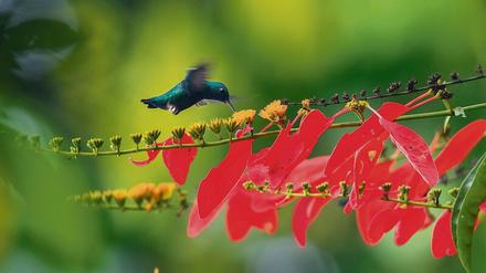Ein Blaukinn-Smaragdkolibri bestäubt Blüten am Caquetá-Fluss im kolumbianischen Nationalpark Cahuinarí.